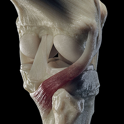 Click image for larger version

Name:	kneeAnatomy_0004.jpg
Views:	546
Size:	186.2 KB
ID:	1144031