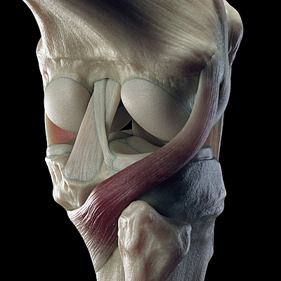 Click image for larger version

Name:	kneeAnatomy_0004_AlShader.jpg
Views:	550
Size:	165.8 KB
ID:	1144033