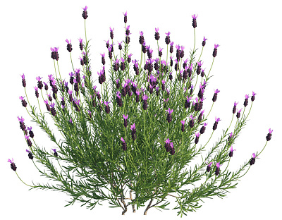 Click image for larger version  Name:	French_Lavender_001_01.jpg Views:	0 Size:	262.0 KB ID:	1166386