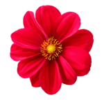 Click image for larger version

Name:	flour-flower-png-transparent-png-images-pluspng-2.png
Views:	291
Size:	1.90 MB
ID:	1147098