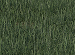 Click image for larger version

Name:	foreground grass.jpg
Views:	242
Size:	343.9 KB
ID:	1178725