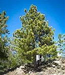 Click image for larger version

Name:	ponderosa-pine-1-jpg-webp.webp
Views:	285
Size:	123.4 KB
ID:	1209816