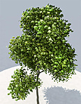 Click image for larger version

Name:	tree.jpg
Views:	190
Size:	91.8 KB
ID:	841902