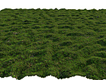 Click image for larger version

Name:	Grass2.jpg
Views:	224
Size:	189.0 KB
ID:	843532