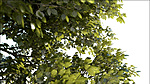 Click image for larger version

Name:	leaves.jpg
Views:	196
Size:	490.0 KB
ID:	846059