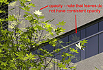 Click image for larger version

Name:	tree opacity test00 copy.jpg
Views:	570
Size:	94.6 KB
ID:	868280