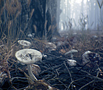 Click image for larger version

Name:	shrooms.jpg
Views:	351
Size:	478.9 KB
ID:	885804