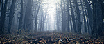 Click image for larger version

Name:	forest trees.jpg
Views:	374
Size:	612.4 KB
ID:	885805