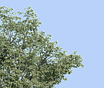 With vrayframebuffer exposure correction. You can see the white edges on the leaf